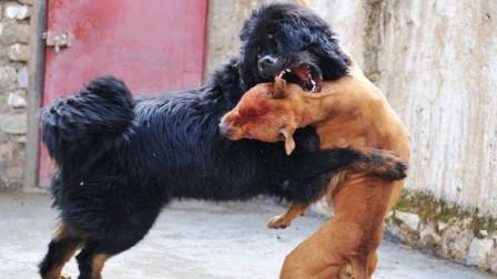 中国最凶狗vs藏獒视频